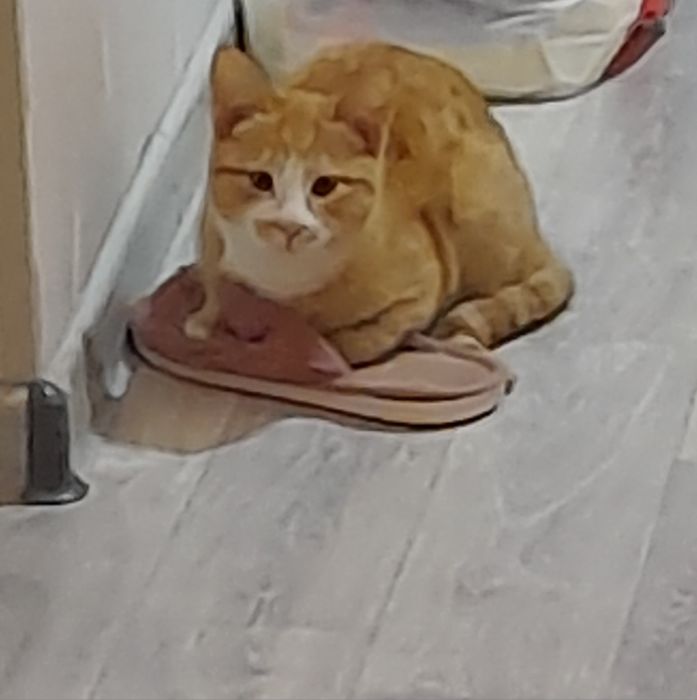 Мушуклар хадияга берилади