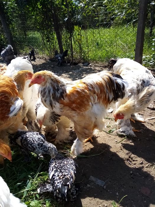 Găini brahma caută casă