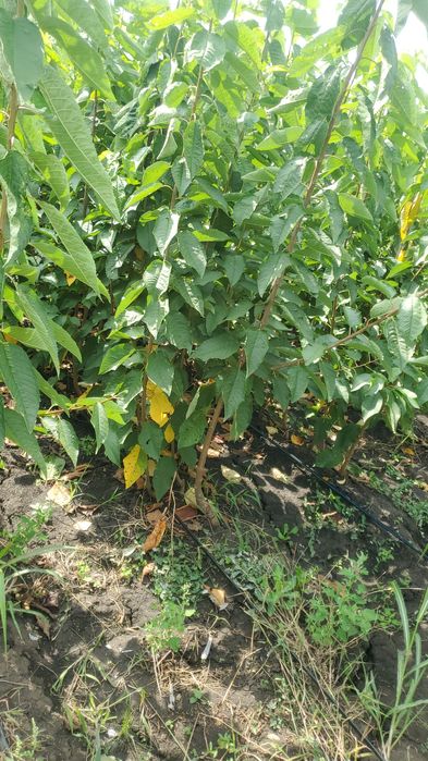 Pomi certificati si vita altoita