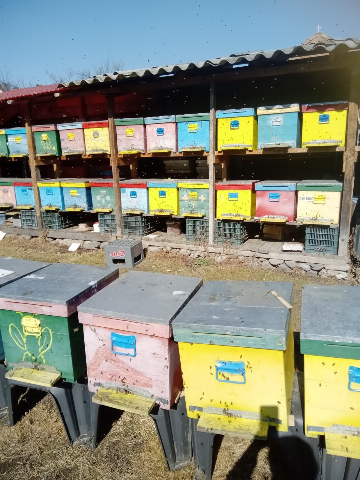 Vând  10 familii de albine