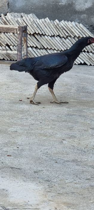 Sotiladi kulangi tovuq ganoy