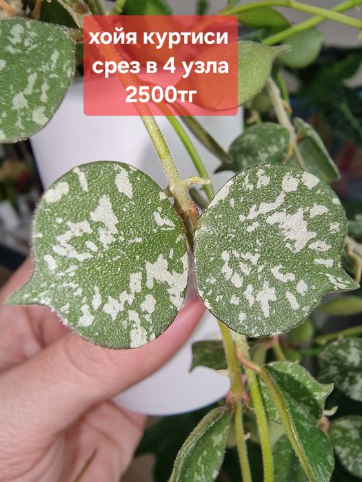 Продам комнатные растения