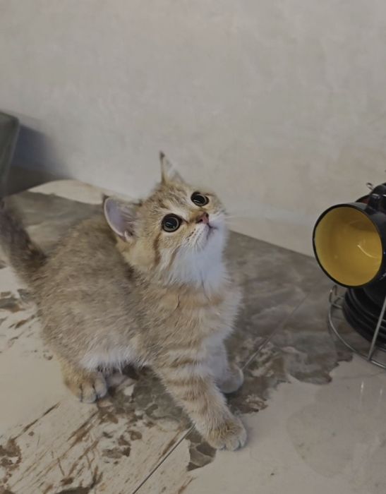 Шотландский котенок Скоттиш страйт