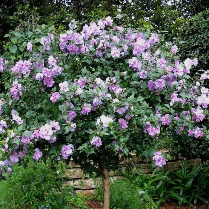 Puieti hibiscus culoare alb si mov