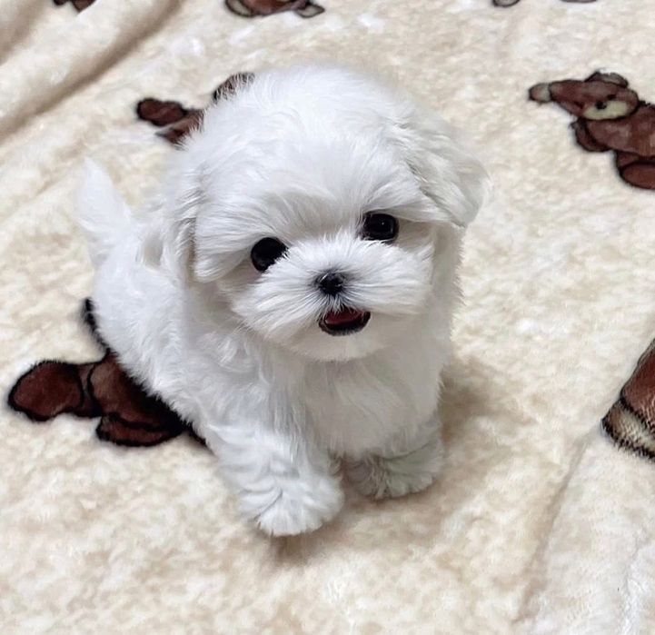Bichon maltez mini toy