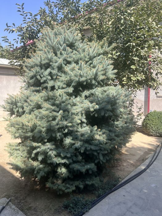 Голубая ель Крымская