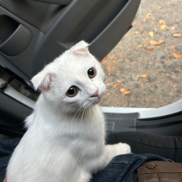 Продаётся кошка!!  сотилади мушук!!