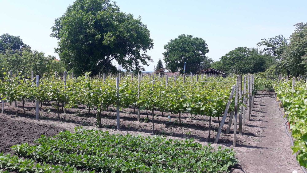 Продава се Парцел в с. Безмер, Област Ямбол - 850 кв.м за 21 €/кв.м - Снимка #6