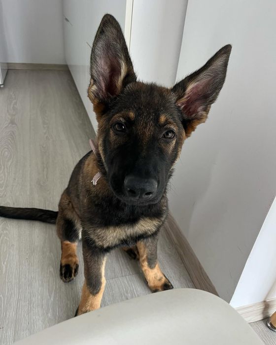 Cațel, ciobanesc german, femela.