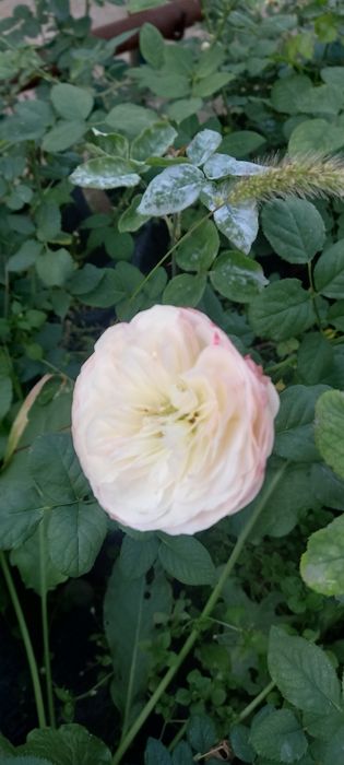 Optim gul kõchatlari