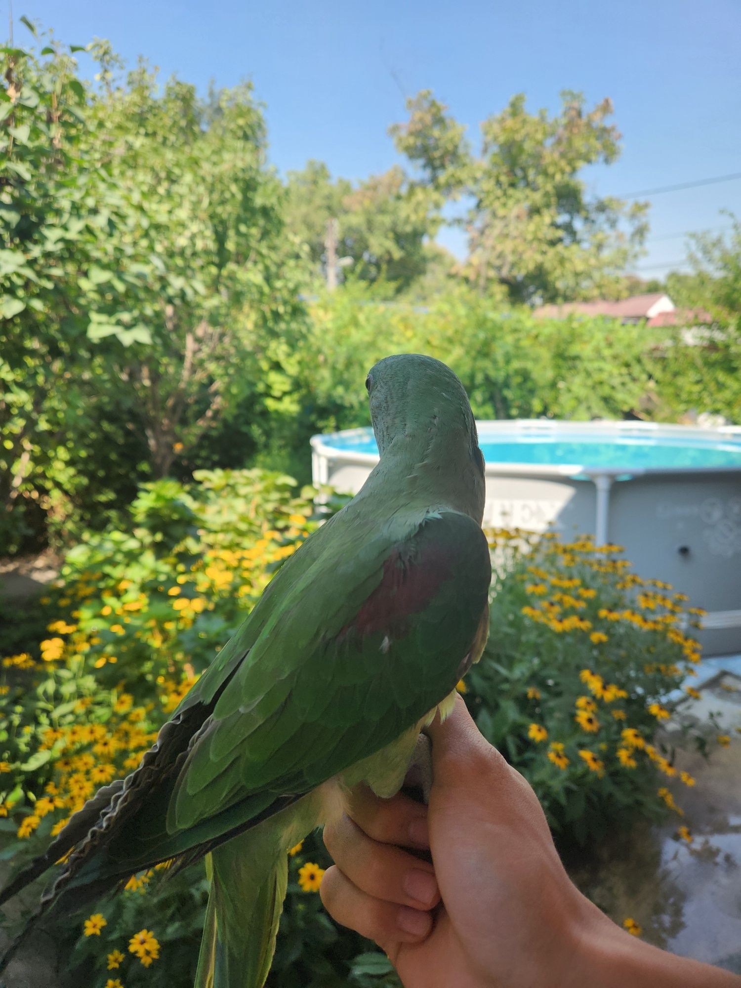 Продам Александрийских попугаев  (самочки)