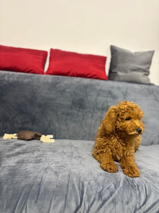 Femela Poodle cu pedigree