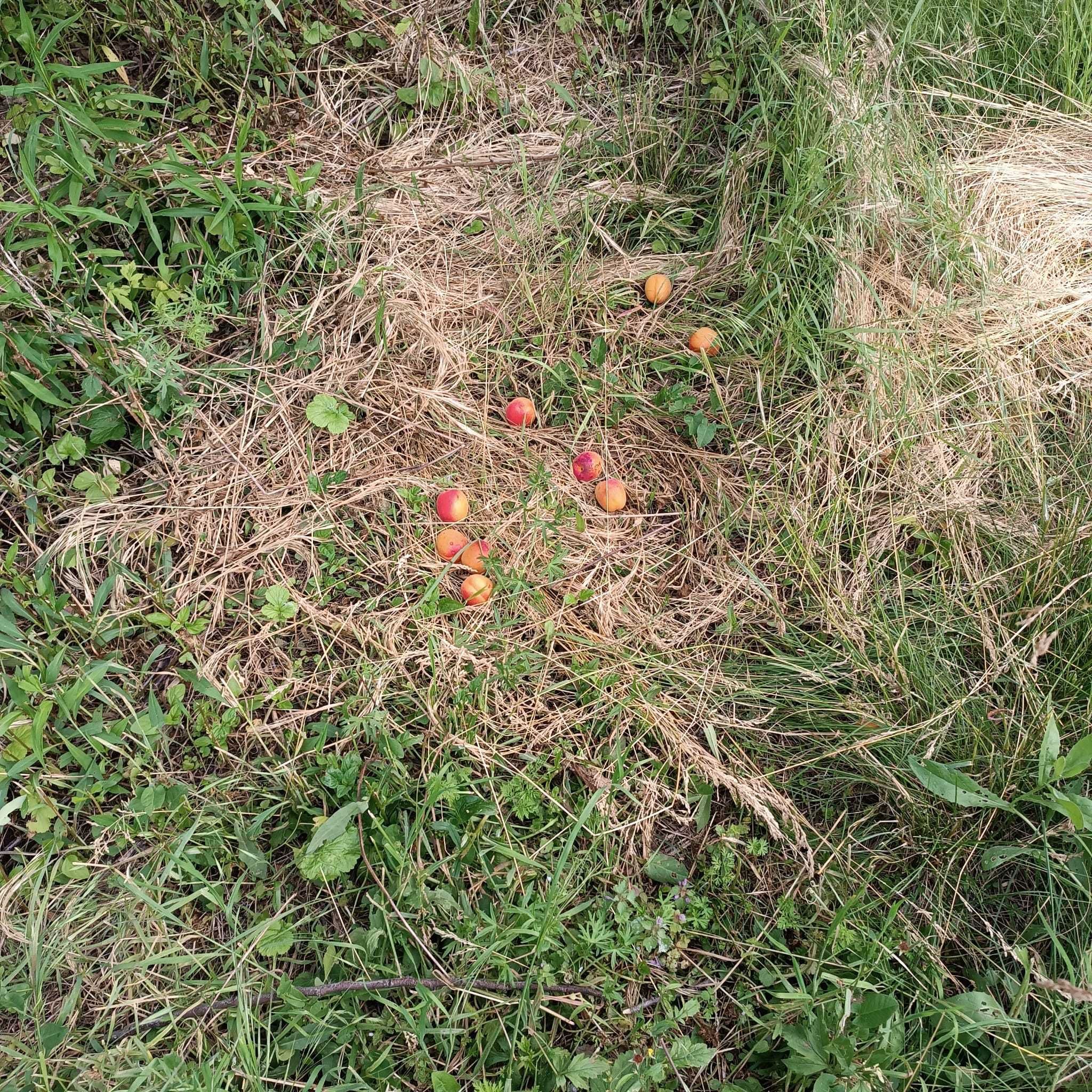 Vand caise din livada proprie in loc. Giurgiu