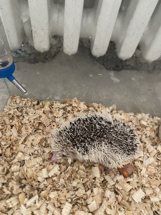 Vand arici african foarte prietenos