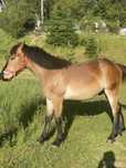 Manz de vanzare 1 an