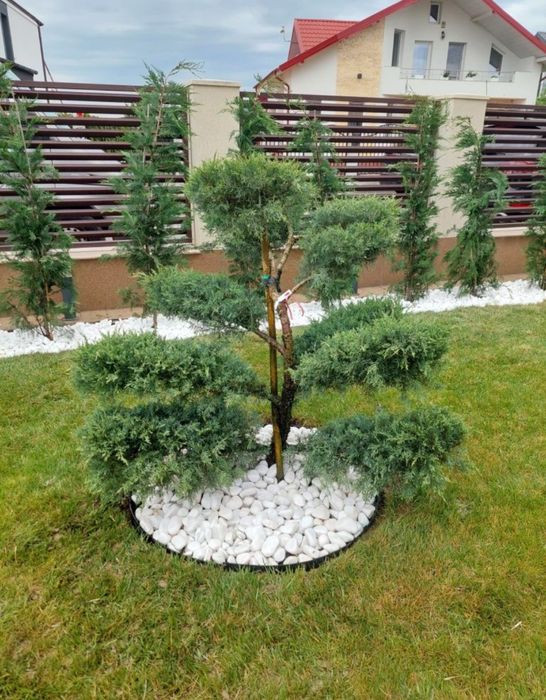 Gazon rulou sport oriunde in tara calitate extra