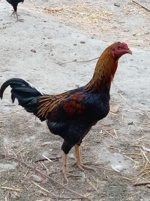 dakan xo'rozcha loyishdanman