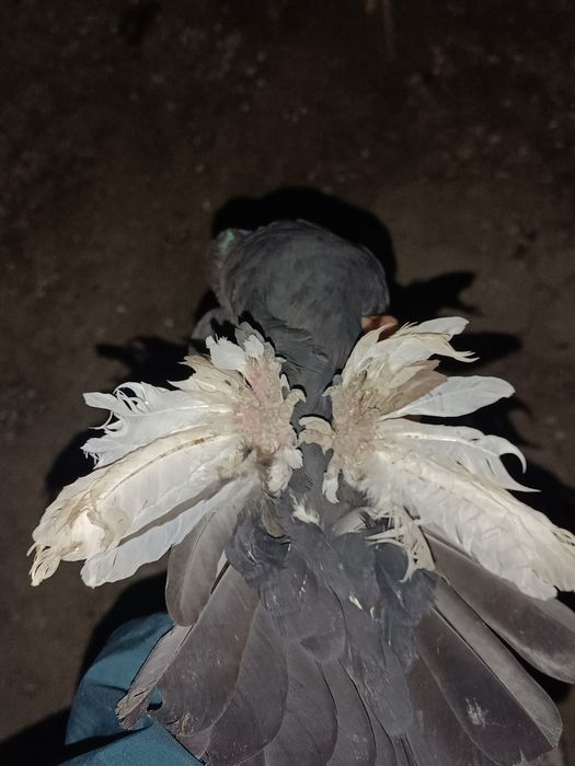 Продаю самца соч