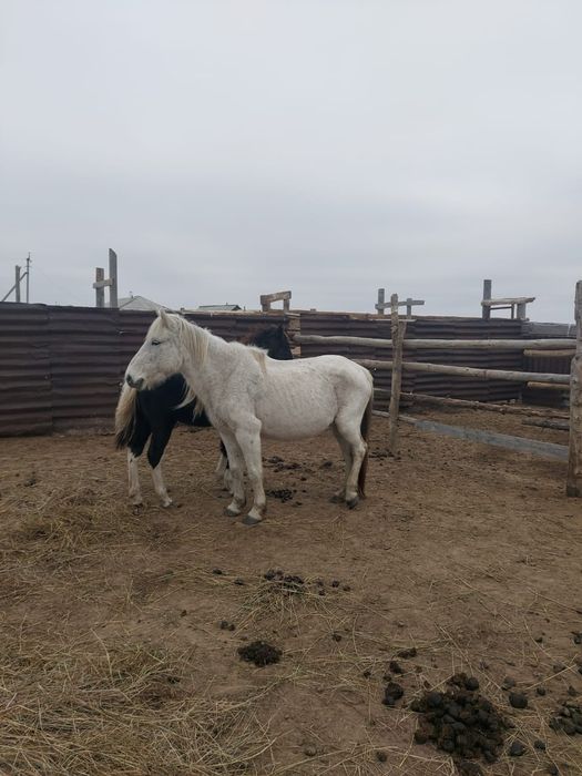 Продам кобылу.  1