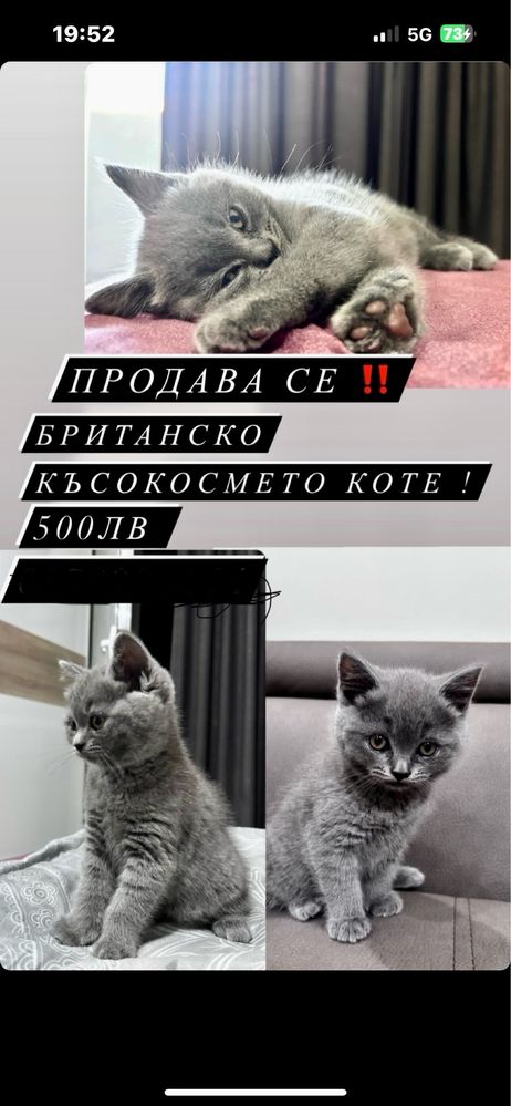 Продава се!!! Страхотно и игриво котенце