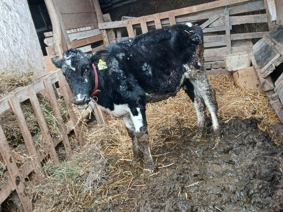 Vitea holstein de vanzare