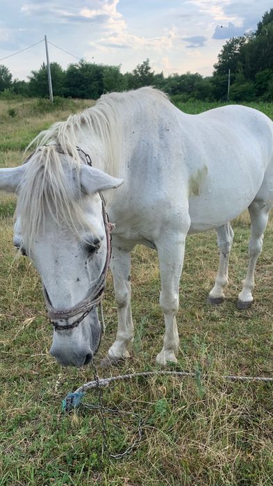 De vânzare iapa de 14 ani