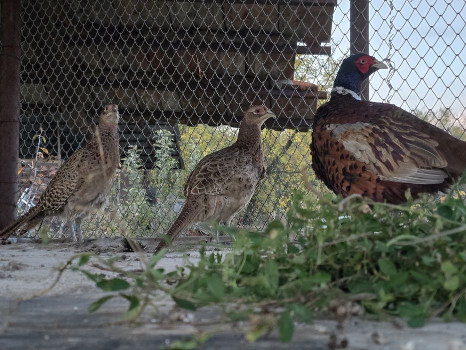 Familie fazani comuni