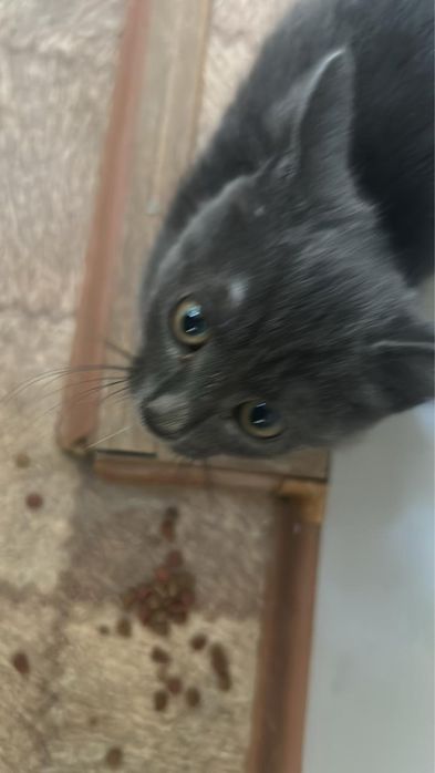 Любимые животные