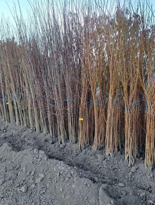 Pomi altoiti certificati