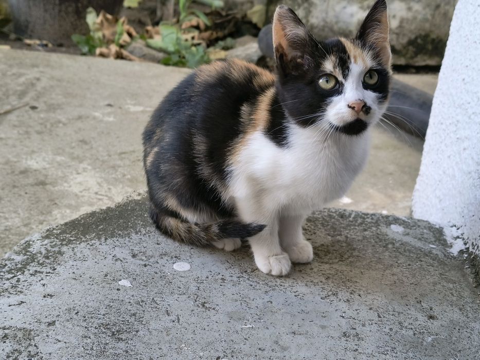 Pui pisica spre adopție - gratis