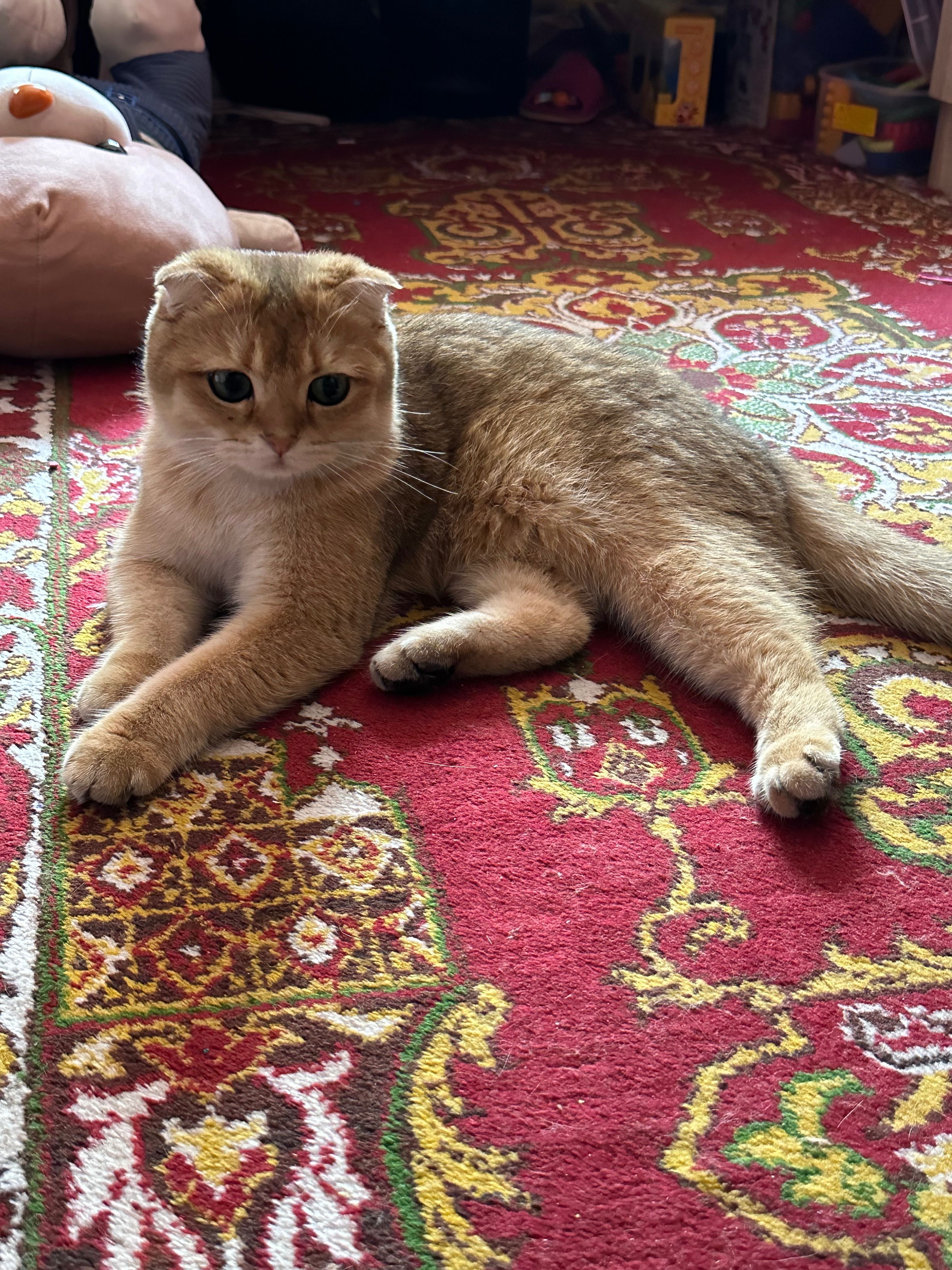 Продается Кошка Скотишфолд голд