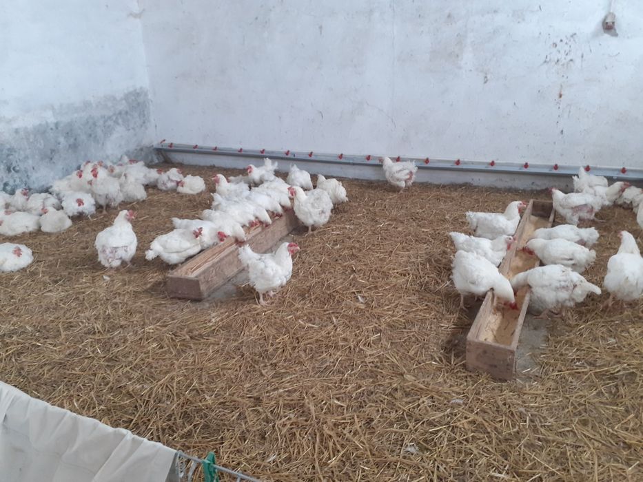Gaini rasa de carne la 4,5 kg     pret informativ