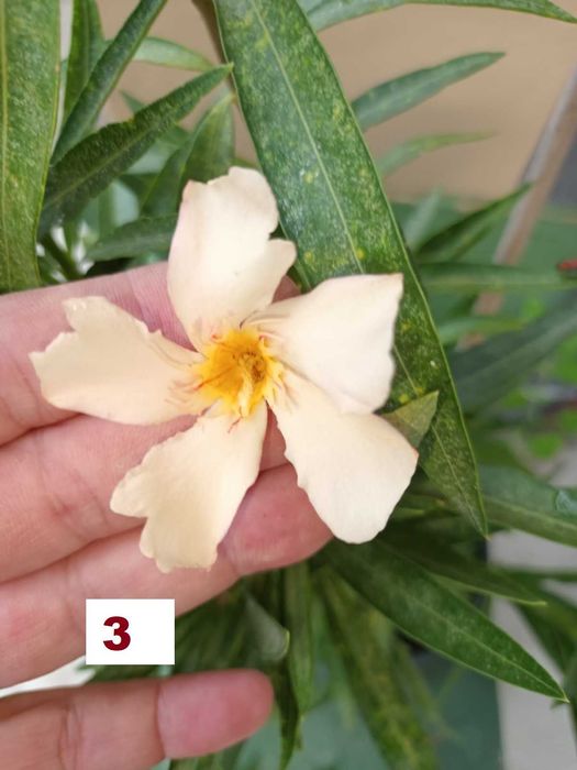 Зокуми,Олеандри,Лян