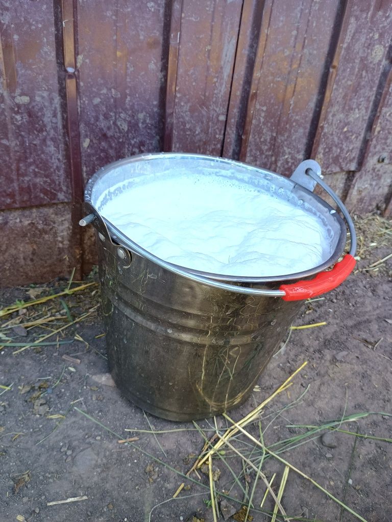Vând lapte de capră (alpin francez)