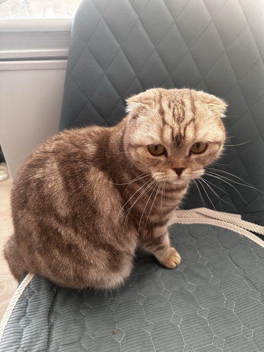 Отдам кошечку в хорошие руки. Возраст 1,5 года. Чистоплотная.