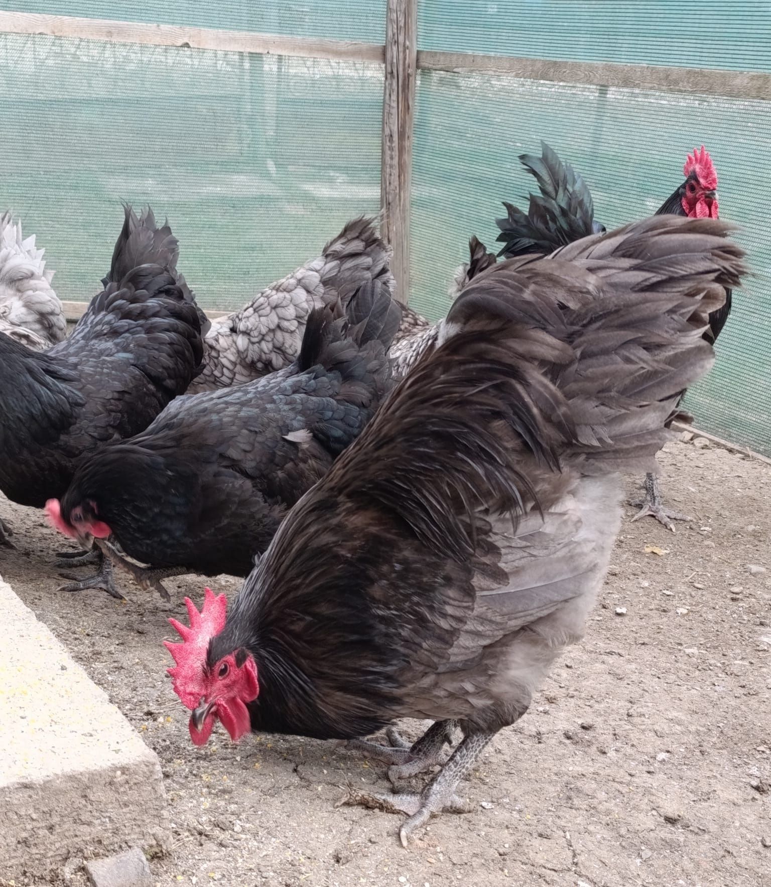 Pui Australorp Albastru /negru