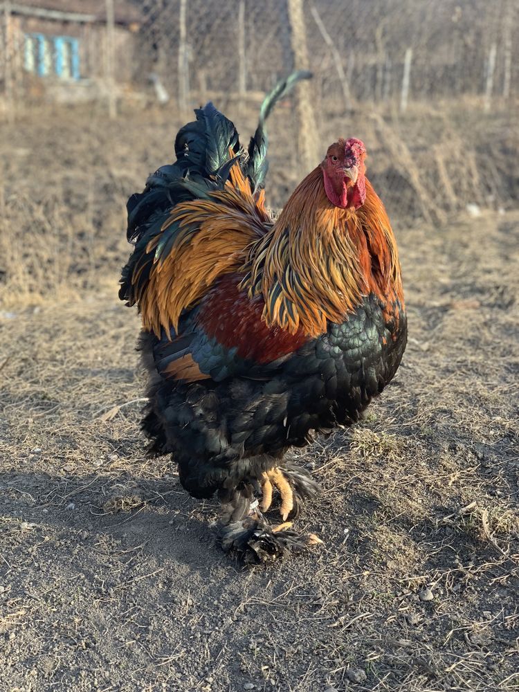 Brahma potârnichiu- OUĂ  pt incubat !