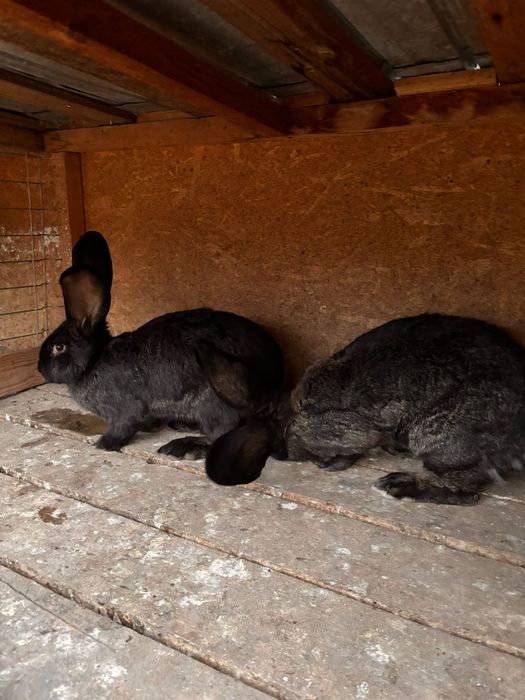 Vand sau schimb cu diverse