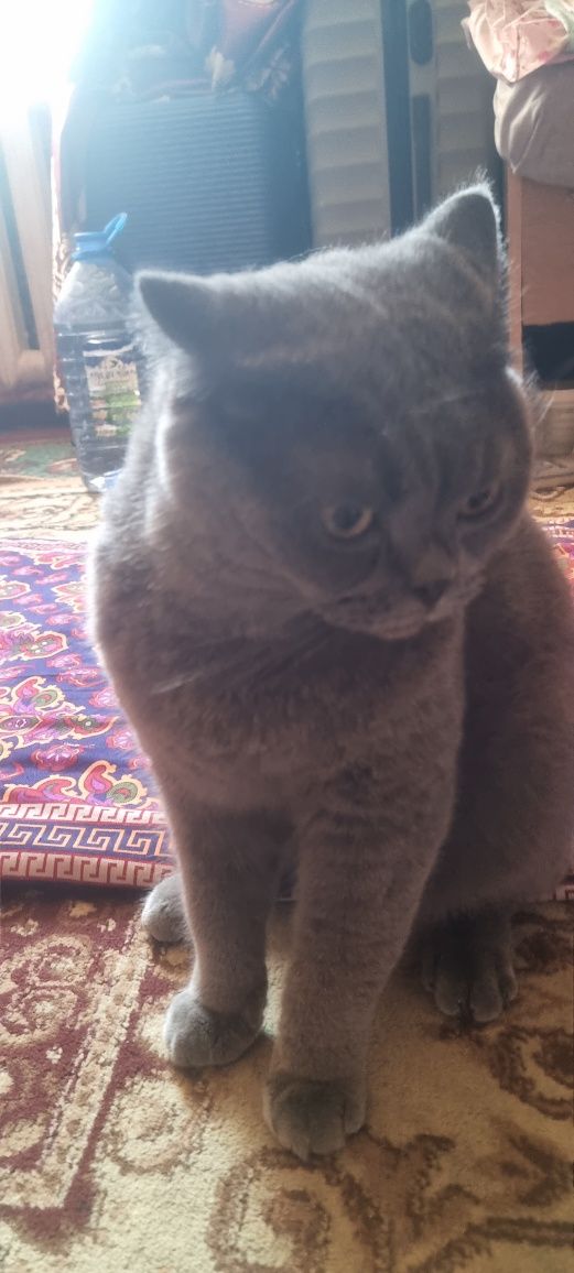Котята британская