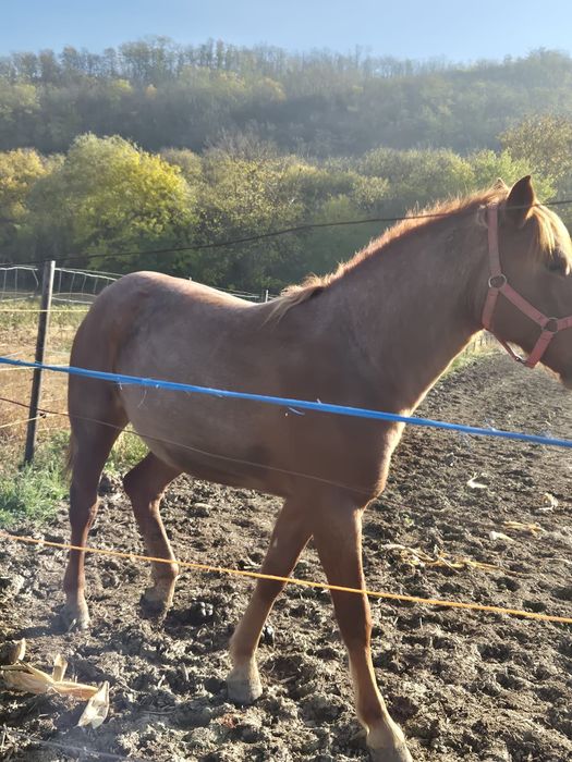 Vand manza de 1 an si 7 luni