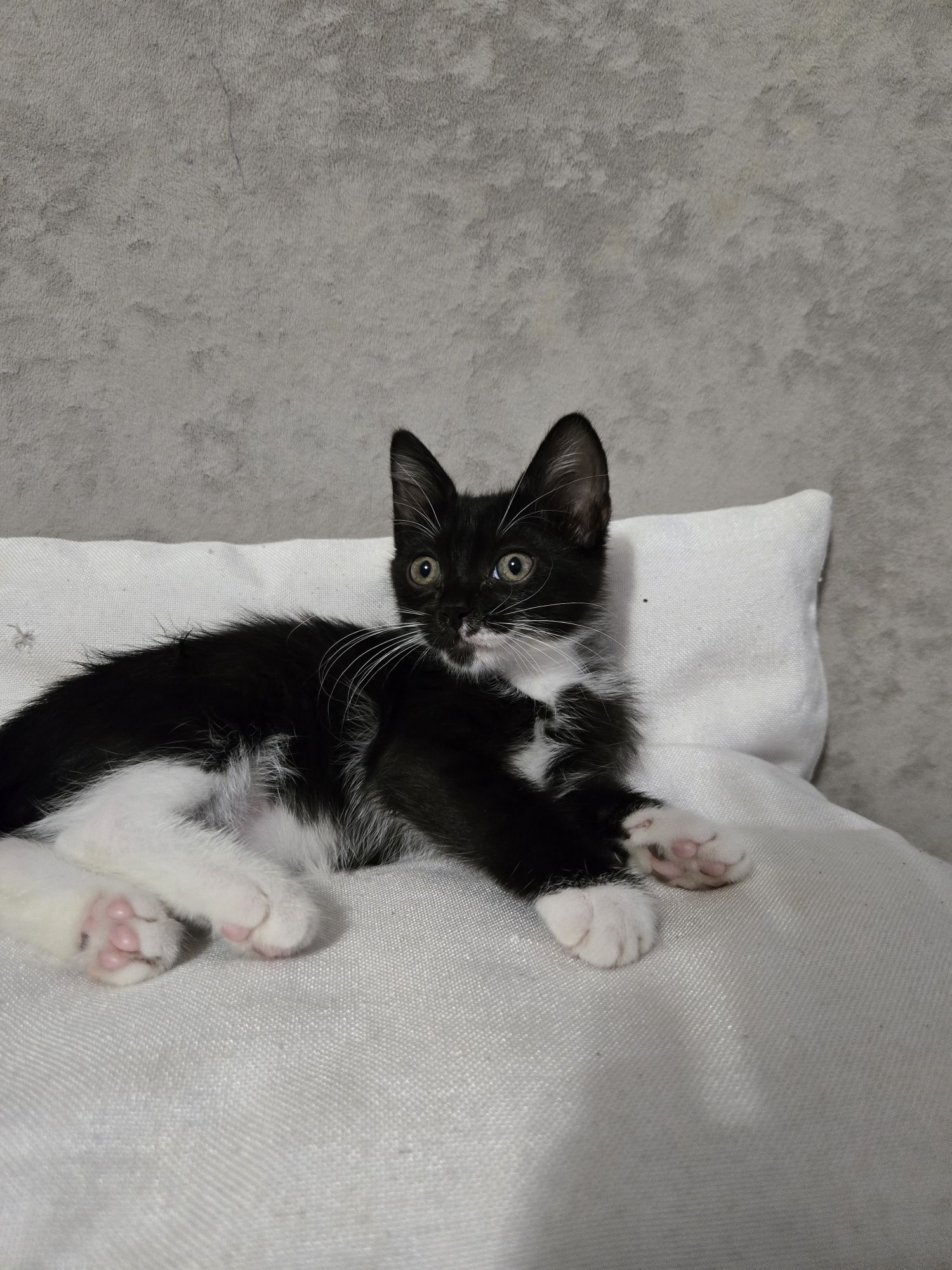 Отдам домашнего котика в добрые руки