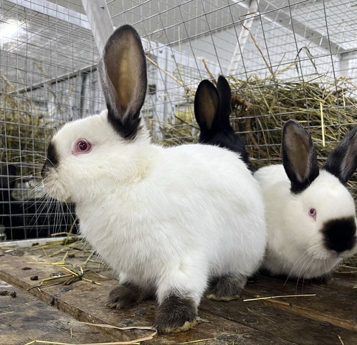 Кролики Калифорнийцы разных возрастов
