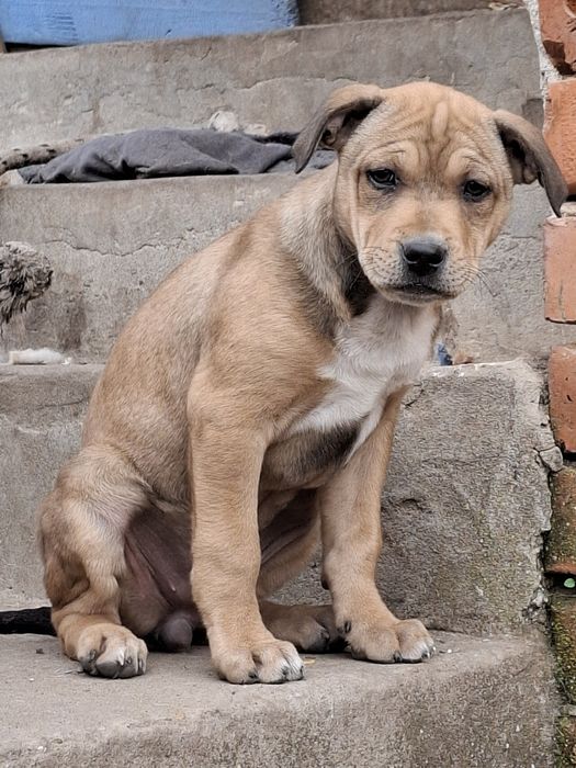 Кученца-Питбулчета