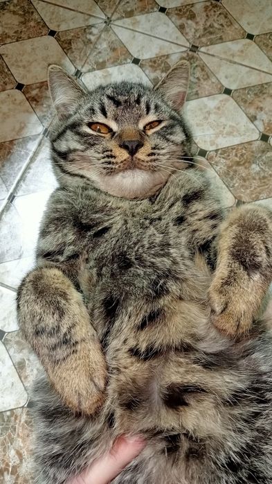 Кот. Самец. Кошка. Кошки. Мысык. Мысыктар.