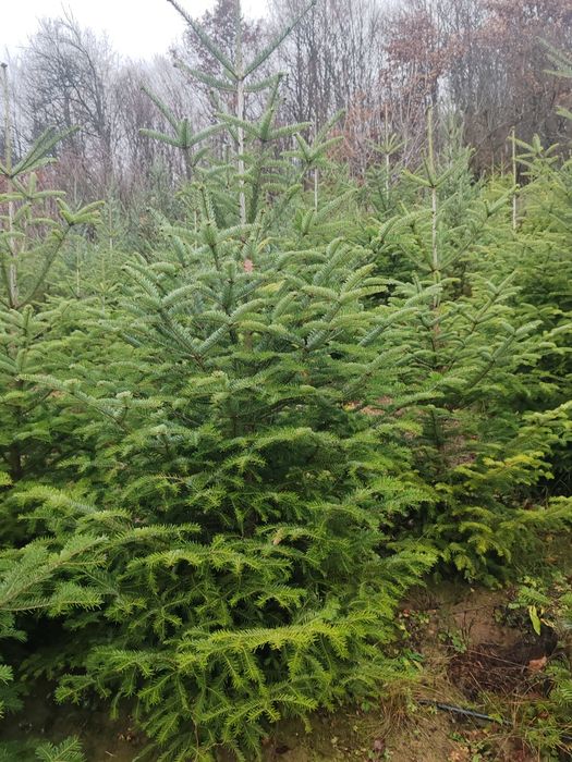 Brad de crăciun 45 lei