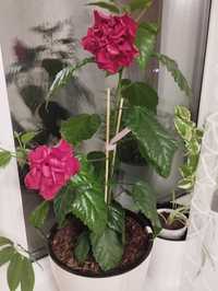 Комнатные растения - китайская роза