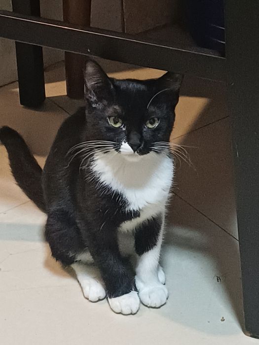 Pisicute pentru adoptie