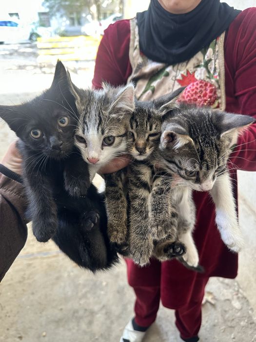 Котята бесплатно.
