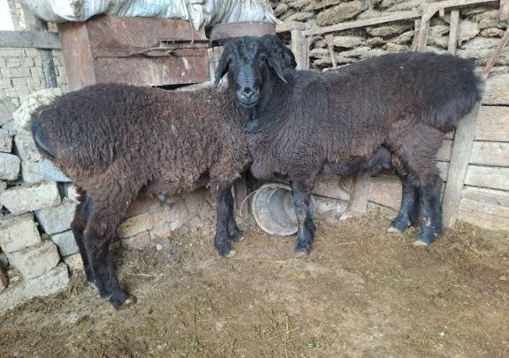 Кушкор сотилад суйишгахам бераман 135000 нахтга