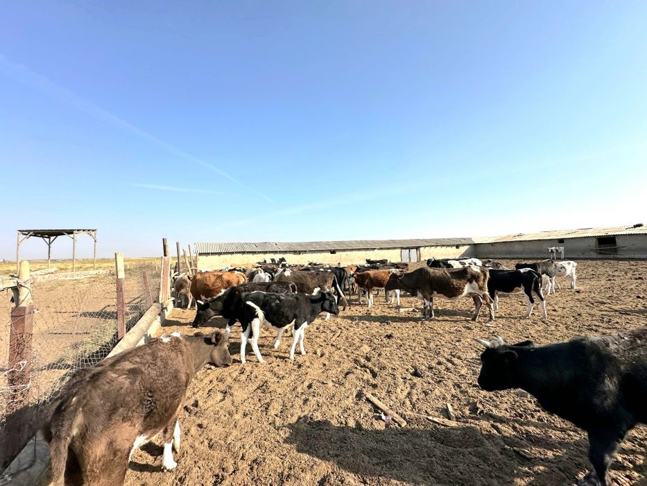 Действующая кошара в ЖМ 'Алтынтобе", 35 га.